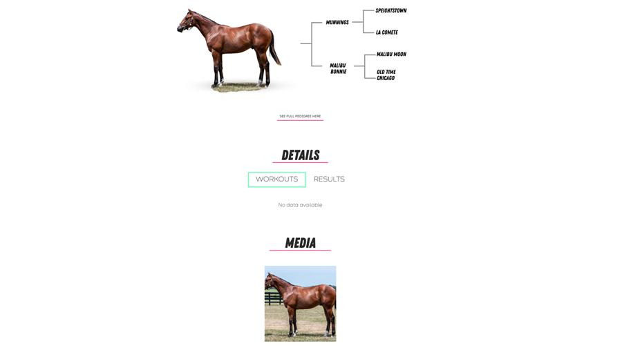 A horse standing in a field

Description automatically generated